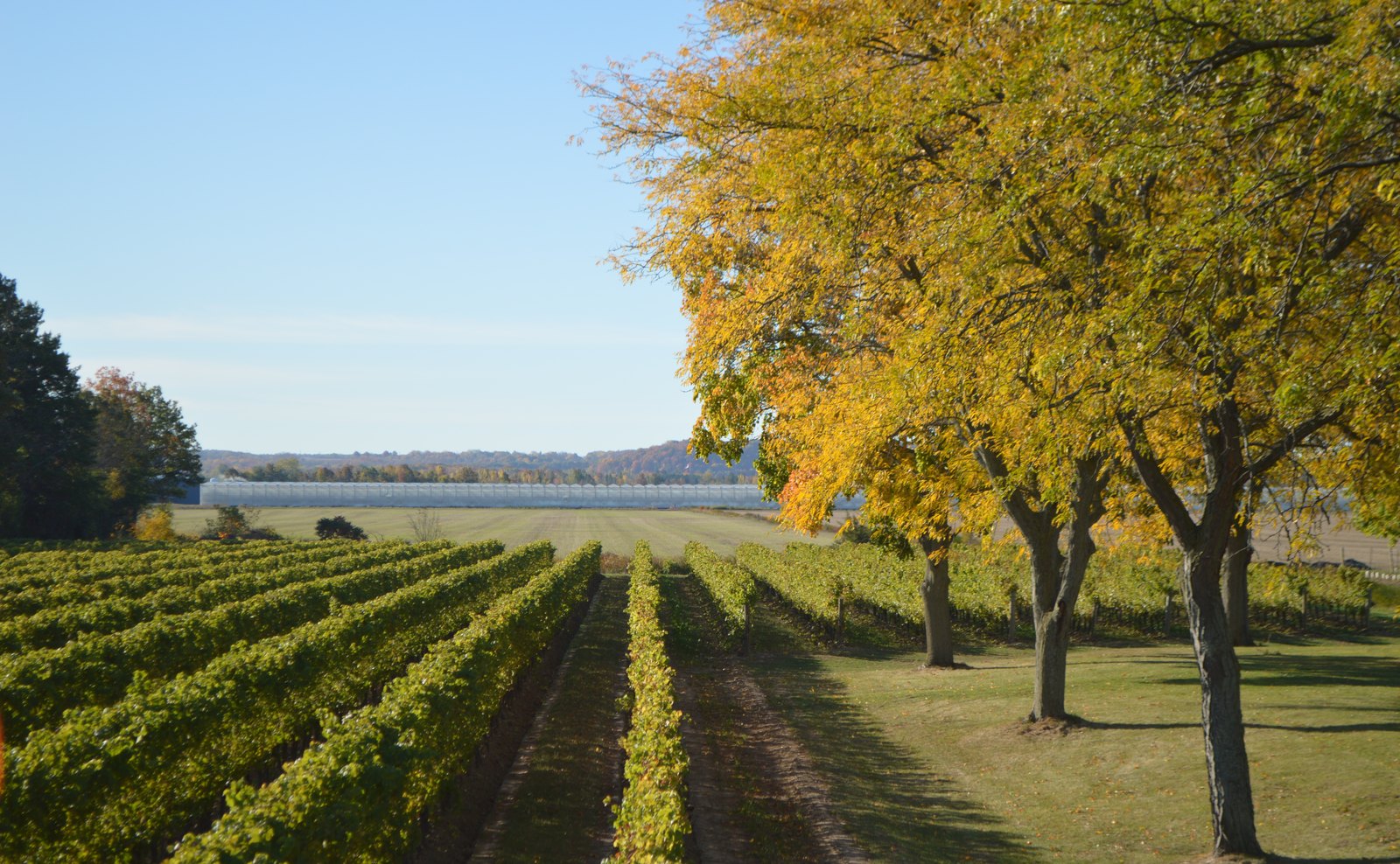 Vineyard rows turning gold in autumn, the lake beyond