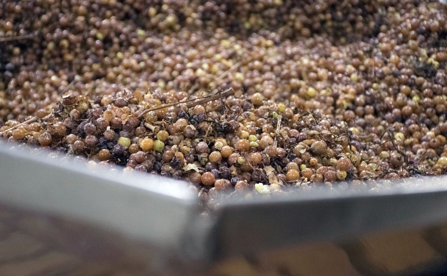 Frozen grapes in the press at the icewine harvest