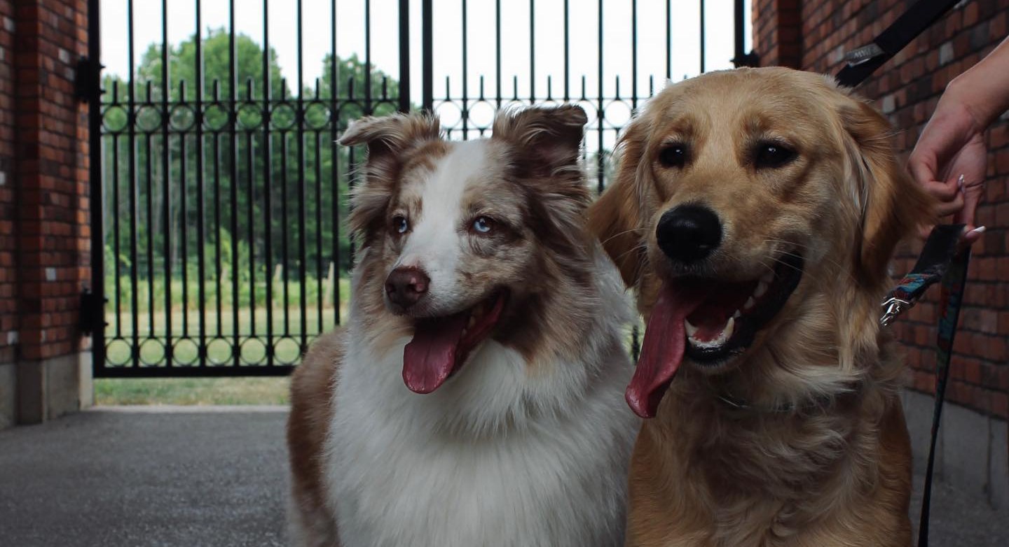 Two dogs waiting at the winery gates